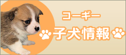 コーギー子犬情報