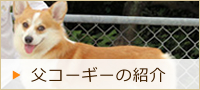 父コーギーの紹介
