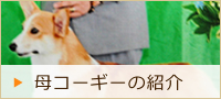 母コーギーの紹介