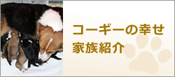 コーギーの幸せ家族紹介