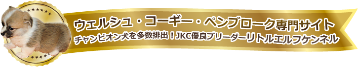 ウェルシュ・コーギー・ペンブローク専門サイトチャンピオン犬を多数排出!JKC優良ブリーダーリトルエルフケンネル