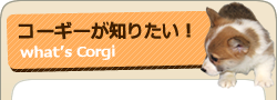 コーギーが知りたい!