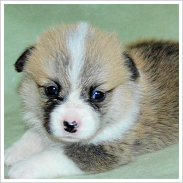 子犬選びについて