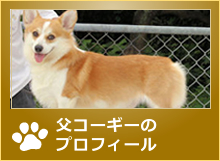 父コーギーのプロフィール