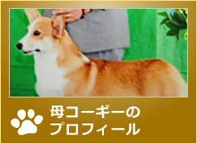 母コーギーのプロフィール