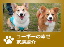 コーギーの幸せ家族紹介