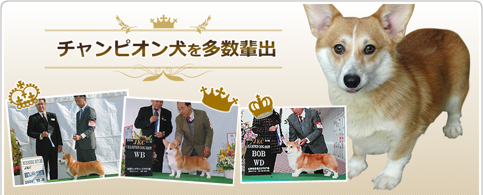 チャンピオン犬を多数輩出