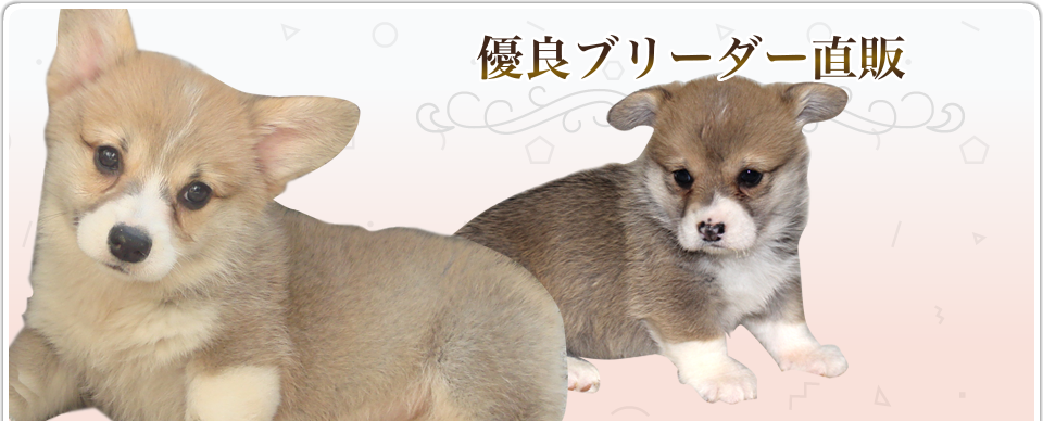 優良ブリーダー直販