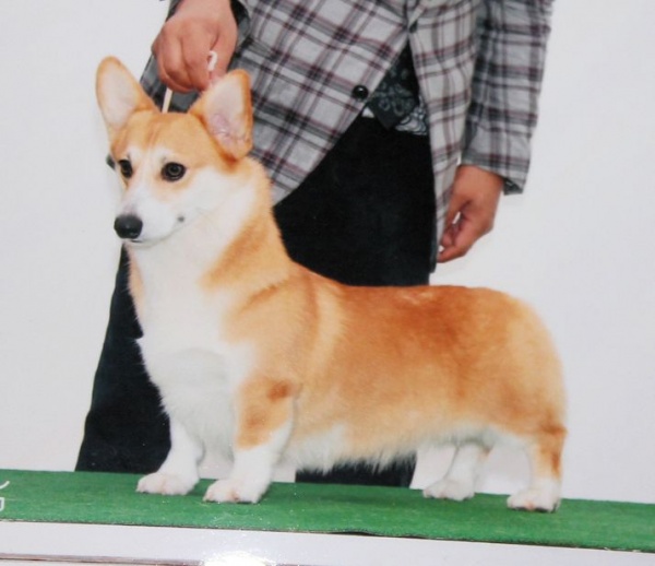 CHリン