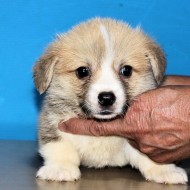 8月2日生まれの可愛い男の子(NO1) 決まりました。