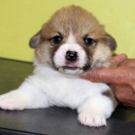 8月26日生まれの男の子 決まりました。