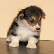 8月26日生まれのトライの女の子 決まりました。