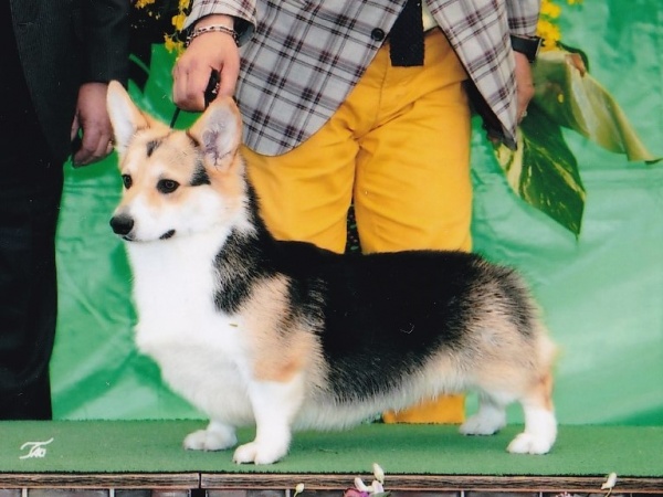 コーギー専門ブリーダー リトルエルフケンネル